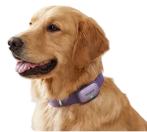 ABCPet Smart Collar
