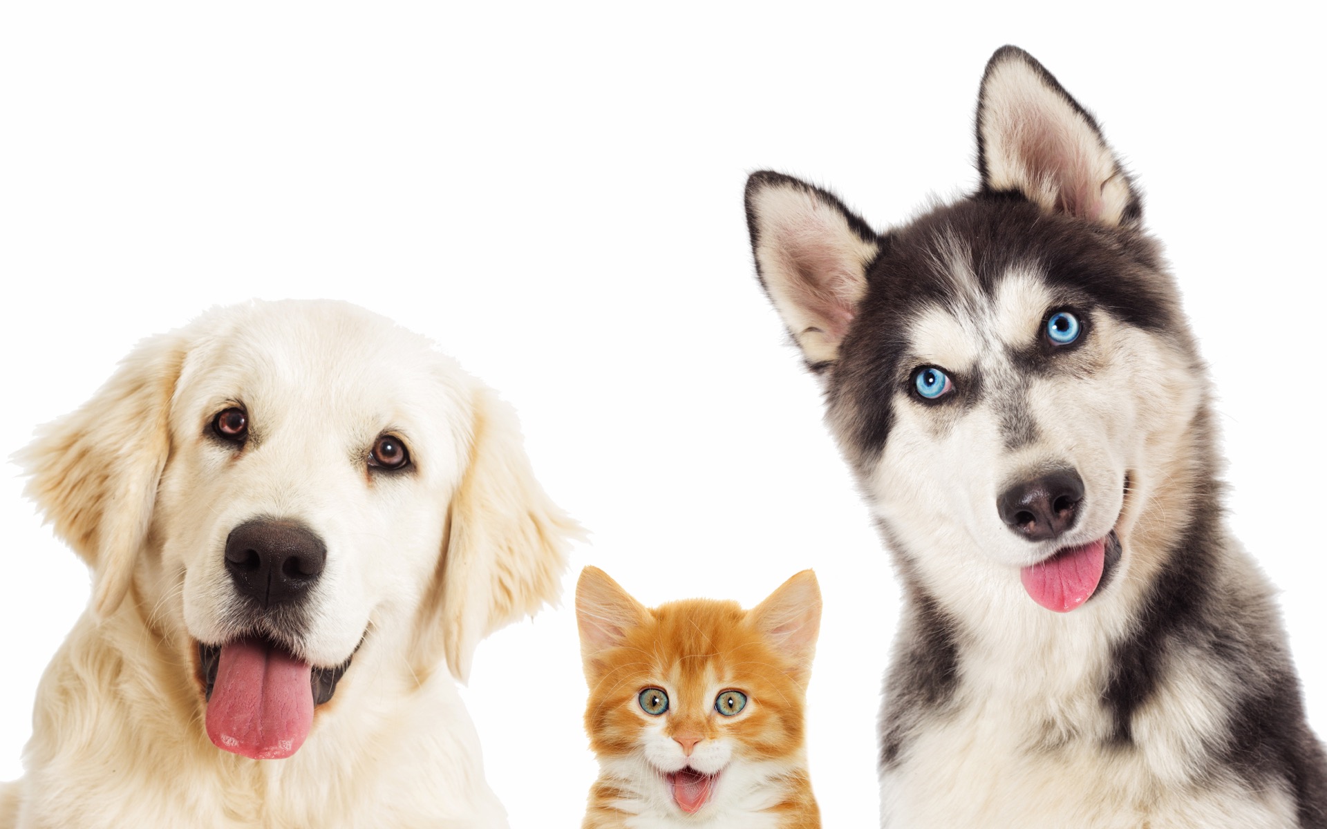 ABCPet, 반려동물 헬스케어 연구센터 개소